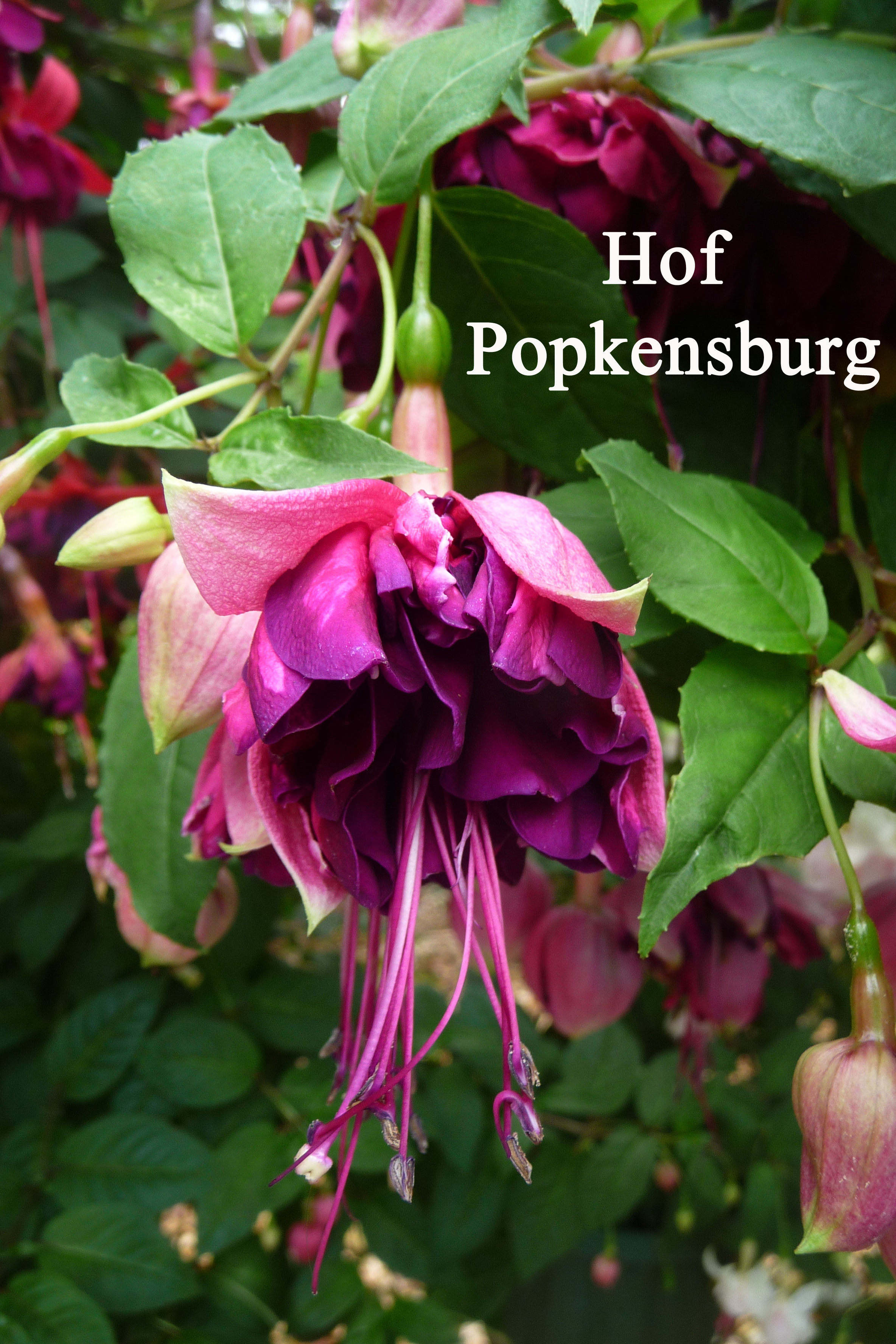 Hof Popkensburg